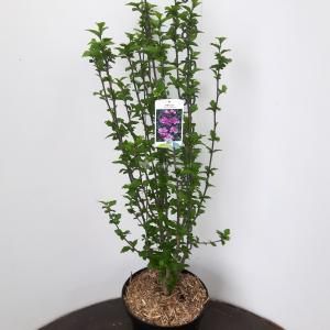 Hibiscus syriacus Ardens - 80 - 90 cm - 5 stuks