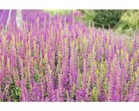 Salvia nem. Rose Marvel Griffioen - Griffioen