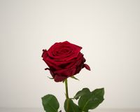 Red Naomi! - Rode rozen - PREMIUM