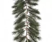 Norway guirlande frosted 270cm - thumbnail