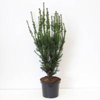 Taxus media hillii 60-100 cm - Warentuin natuurlijk