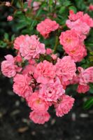 Zalm/Roze bodembedekkende roos - thumbnail