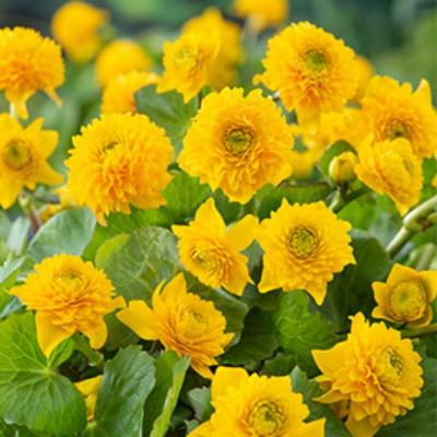 Moerings Caltha palustris Multiplex - Dubbele dotterbloem