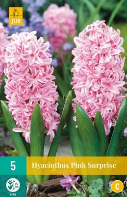 Hyacint pink surprise 5 bollen