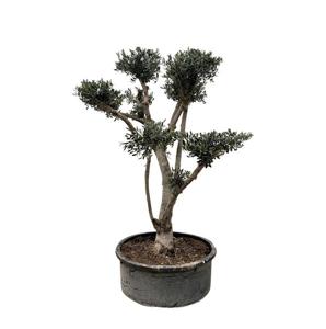 Olea Europaea Pompon - 210cm- Ø80