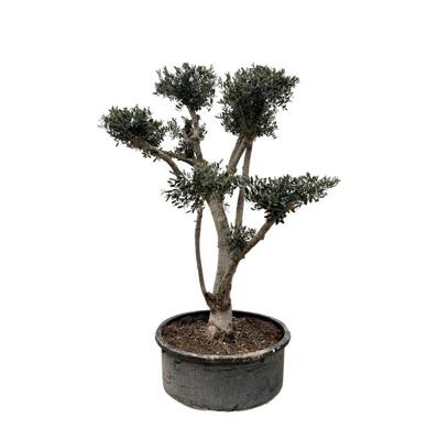 Olea Europaea Pompon - 210cm- Ø80