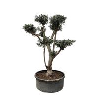 Olea Europaea Pompon - 210cm- Ø80