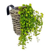 Balkonmand - rond - rotan gevlochten - D15 cm - bloemen/planten - schuttingmand -hangmand Balkonmand - rond - rotan gevlochten - D15 cm - bloemen/planten - schuttingmand -hangmand