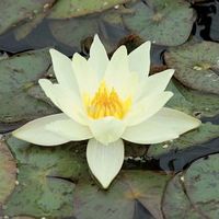 Gele dwergwaterlelie (Nymphaea pygmaea Helvola) waterlelie - 6 stuks - thumbnail