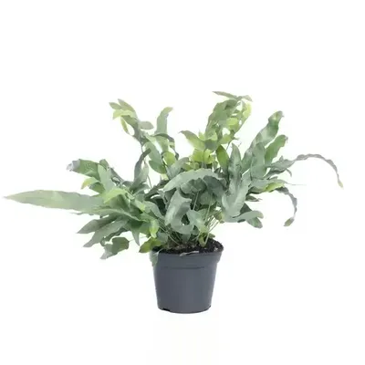 Kamerplant Phlebodium Aureum Blue Star 'Blauw Varen'