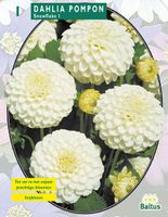 Zomer Bloembollen Dahlia Pompon Snowflake per 1 Baltus - Baltus