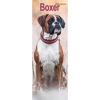 Boxer Kalender 2026 Slimline