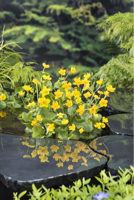 Dotterbloem klaar in vijvermand / Caltha palustris - thumbnail