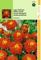 Tagetes Patula Nana Carmen - Hortitops