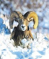 Bighorn sheep (schaap)