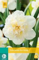 Narcissus Ice King 4 bollen - Jub