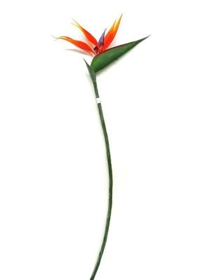 Paradijsvogelbloem oranje - Emerald