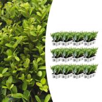 12 x 6 pack Ilex crenata 'Jenny' - Ø7 cm - ↕15 cm