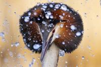 Vogelfotografie Workshop Balts van de Fuut