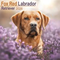 Labrador Retriever Rood Kalender 2026