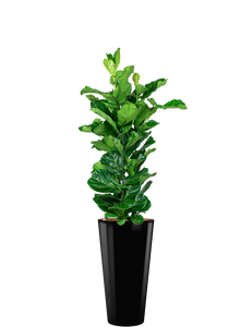 Ficus Lyrata hydrocultuur in Runner rond zwart