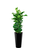 Ficus Lyrata hydrocultuur in Runner rond zwart - thumbnail