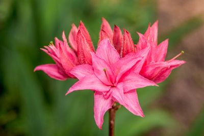 Azalea