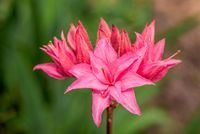 Azalea - thumbnail