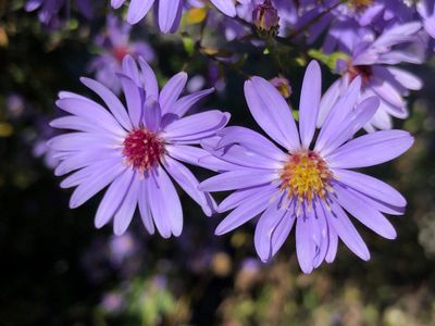 Aster