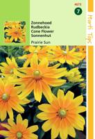 Rudbeckia Hirta Prairie Sun - Hortitops