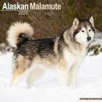 Alaskan Malamute Kalender 2026