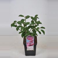 Sering (syringa villosae "Miss Canada") - 50-70 cm - 1 stuks