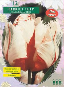 Tulp
