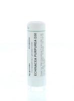 Homeoden Heel Echinacea purpurea D30 6 Gram