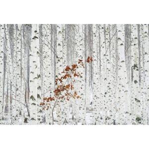 Fotobehang - White Birch Forest 384x260cm - Vliesbehang