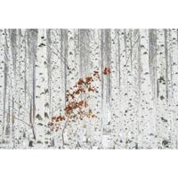 Fotobehang - White Birch Forest 384x260cm - Vliesbehang - thumbnail