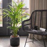 XL Kentiapalm 'Howea Forsteriana' - thumbnail