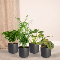 Diervriendelijke plantenbox - 4 stuks - Ø12cm - ↕20-40cm