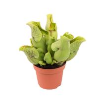 Sarracenia Purpurea Venosa (vleesetende plant) P 12 cm