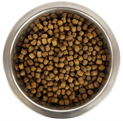 YOURDOG KONINGSPOEDEL PUP