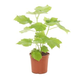 Kamerlinde (Sparmannia Africana) - P 17 cm