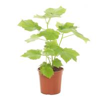 Kamerlinde (Sparmannia Africana) - P 17 cm