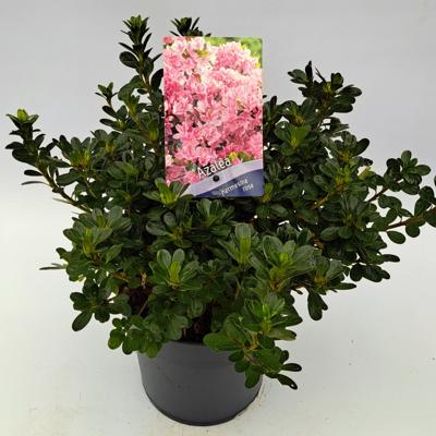 Dwergrhododendron