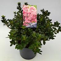 Dwergrhododendron Dwergrhododendron