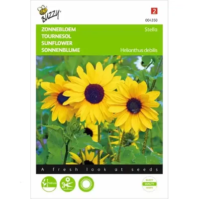 Helianthus, Zonnebloem Stella kleinbloemig