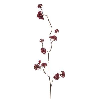Verbena