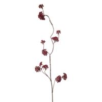 Verbena