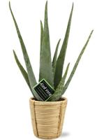 Aloe Vera - Ø14cm - ↕45cm + Bibek Pot D15x15cm - Naturel