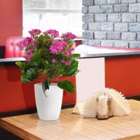 Kalanchoe kunstplant 30cm in pot - paars