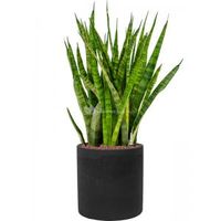 Plant in Pot Sansevieria Kirkii 90 cm kamerplant in Rough Black Washed 25 cm bloempot - thumbnail